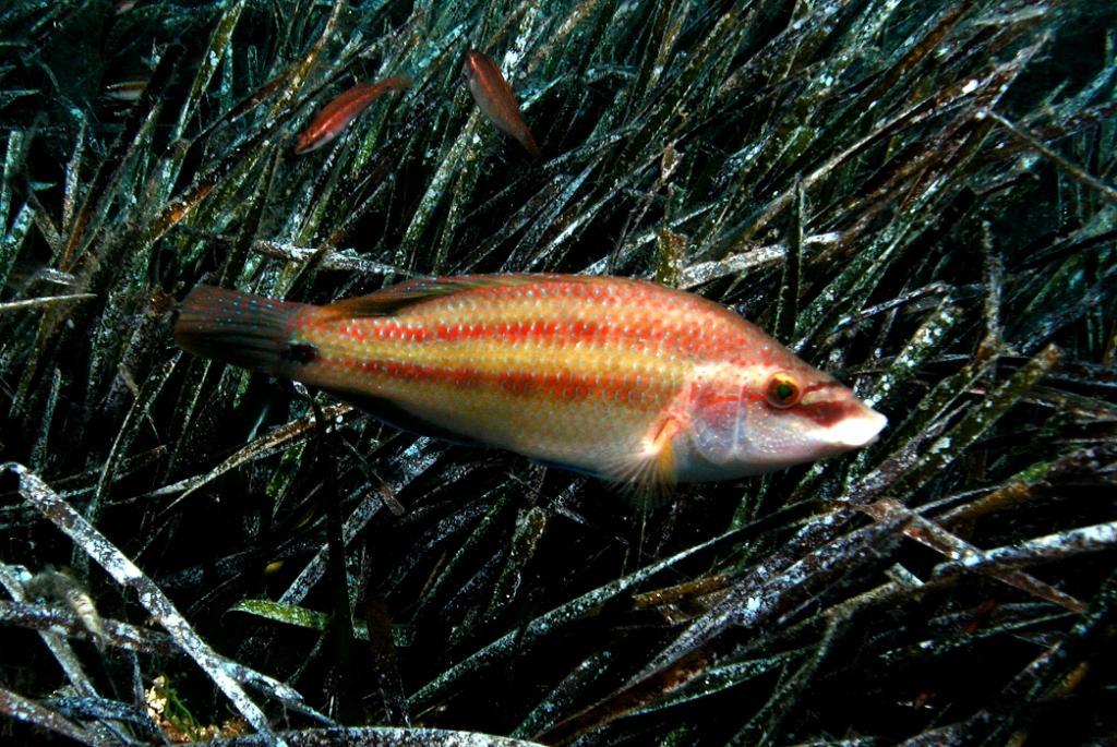 Symphodus tinca